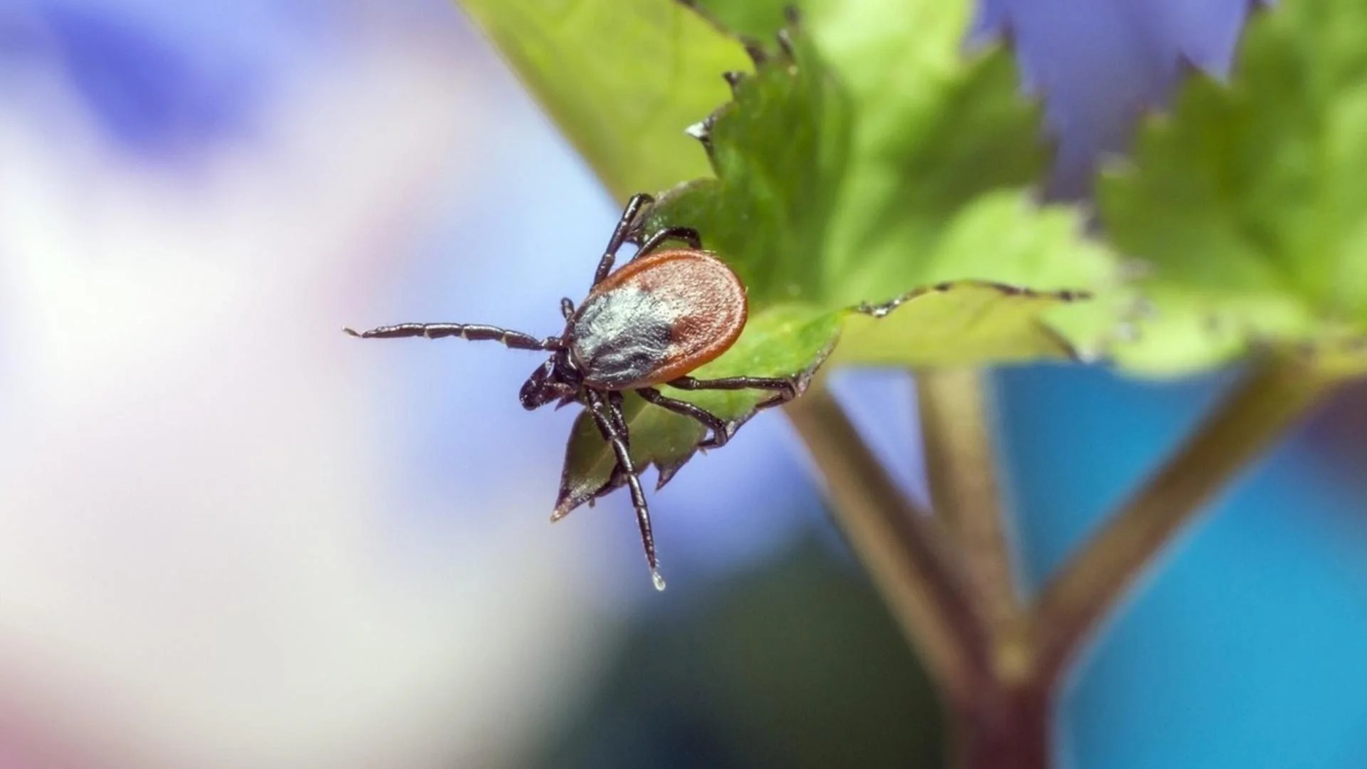 Як виглядає укус кліща та як його безпечно витягти