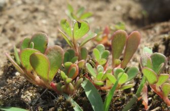 Як ефективно видалити портулак: кращі методи боротьби з бур’яном