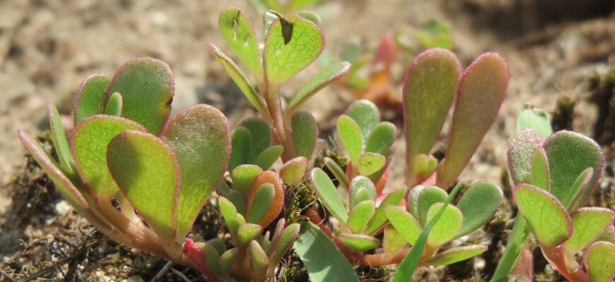 Як ефективно видалити портулак: кращі методи боротьби з бур’яном