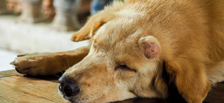 Як ефективно зменшити набряк після укусу собаки: корисні поради