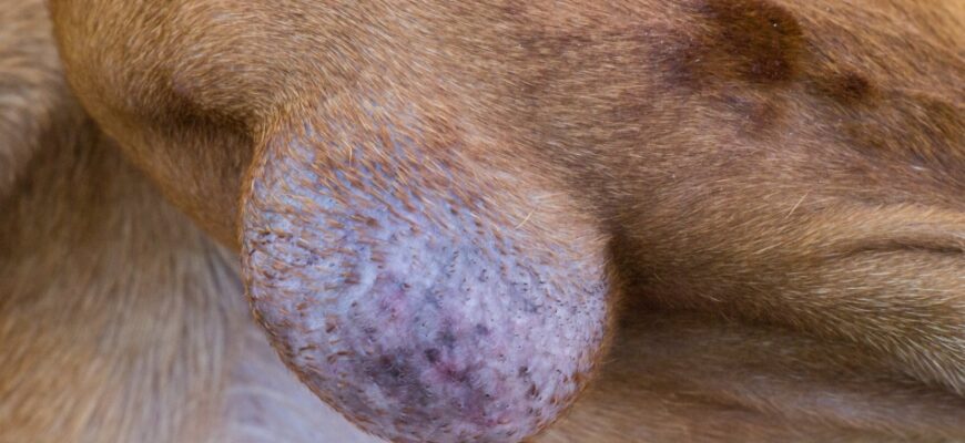 Як ефективно зняти біль у собаки: поради та методи лікування