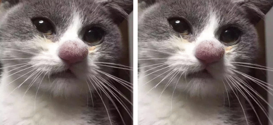 Як ефективно зняти набряк після укусу бджоли: поради та засоби