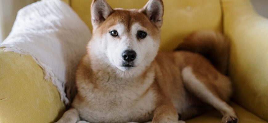 Як ефективно зняти стрес у собаки: поради для власників домашніх улюбленців