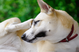 Як ефективно зняти свербіж у собаки: перевірені методи та поради