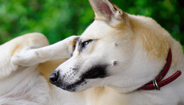 Як ефективно зняти свербіж у собаки: перевірені методи та поради