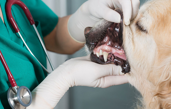 У собаки гниють зуби. Що робити? - Ветеринарна клініка TerraVet