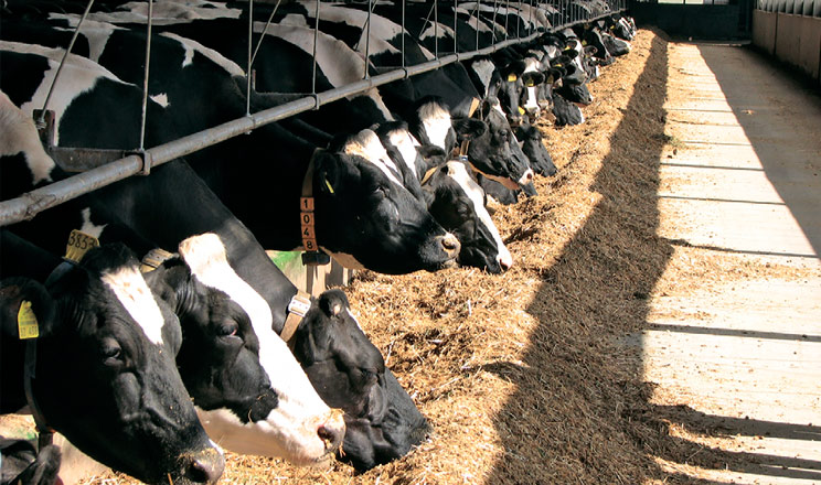 Годівля у спеку