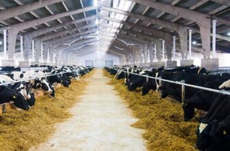 Як годувати корову, щоб забезпечити високу жирність молока: поради фермерам