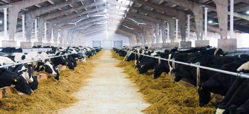 Як годувати корову, щоб забезпечити високу жирність молока: поради фермерам