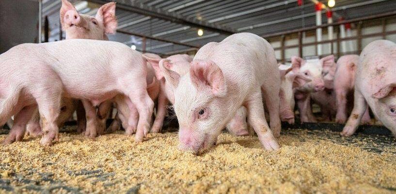 Як лікувати пронос у поросят вдома: ефективні методи та засоби