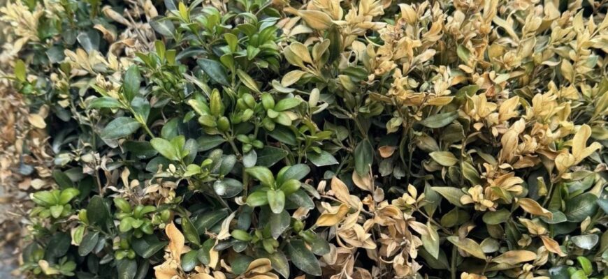 Як обробляти самшит навесні: ефективні засоби догляду та захисту Як обробляти самшит навесні: ефективні засоби догляду та захисту