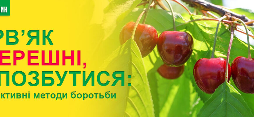 Як обробити черешню весною: ефективні методи та засоби догляду