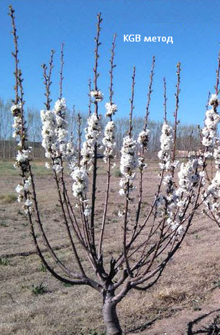 Формування черешні KGB чи UFO ?