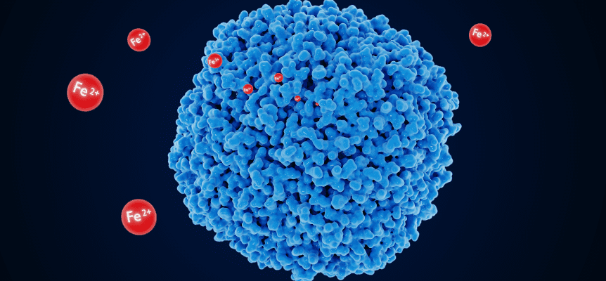 Як підвищити рівень феритину: ефективні методи та поради Як підвищити рівень феритину: ефективні методи та поради