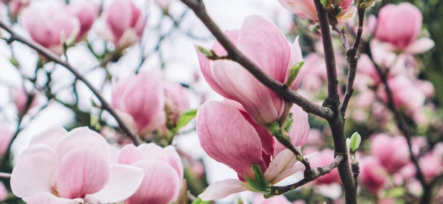Як підживити магнолію вдома: ефективні засоби для пишного цвітіння Як підживити магнолію вдома: ефективні засоби для пишного цвітіння