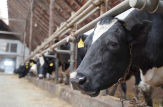 Як правильно годувати корову після парезу: поради для швидкого відновлення