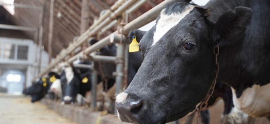 Як правильно годувати корову після парезу: поради для швидкого відновлення