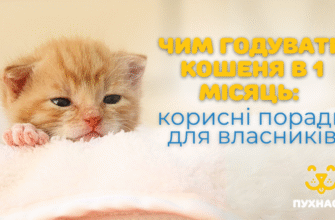 Як правильно годувати кошеня в 1 місяць: поради та рекомендації