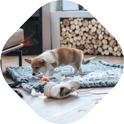 Як відучити цуценя кусатися — 5 порад