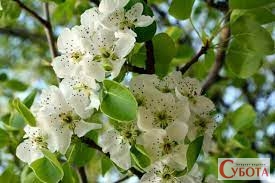 Обробка яблунь під час цвітіння. Чим слід це робити, щоб було ...
