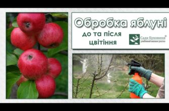Як правильно обробити яблуні після цвітіння: корисні поради та засоби