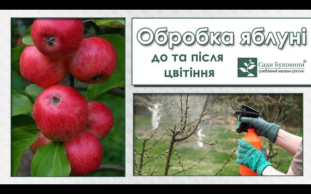 Як правильно обробити яблуні після цвітіння: корисні поради та засоби