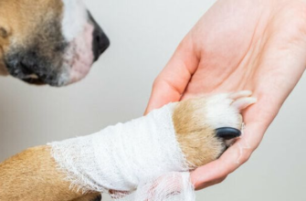 Як правильно обробити рану собаці: рекомендації та засоби лікування