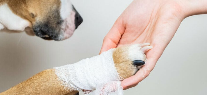 Як правильно обробити рану собаці: рекомендації та засоби лікування