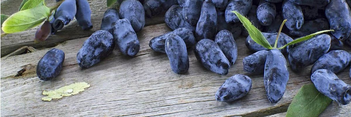 ЯК САДИТИ ЖИМОЛОСТЬ ТА ЧИМ ПІДЖИВЛЮВАТИ? | Сад Дома