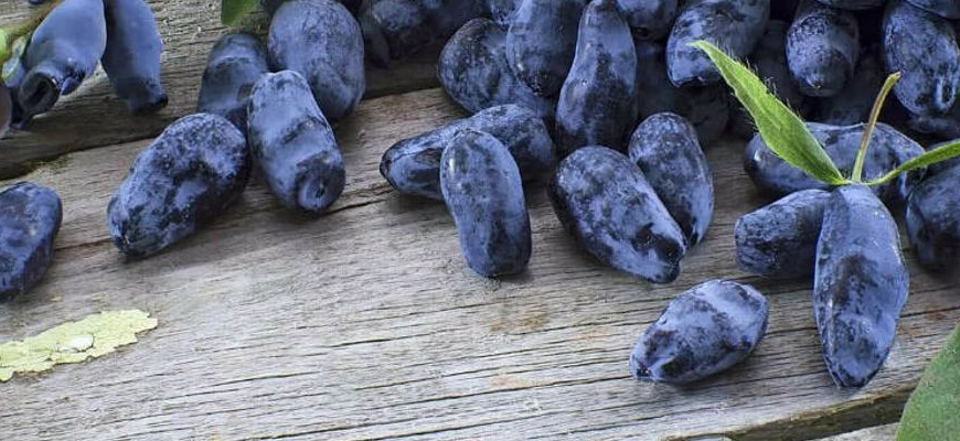 Як правильно підживити жимолость: ефективні засоби та поради