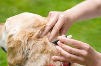 Як правильно та безпечно зняти кліща з вашої собаки: покрокова інструкція