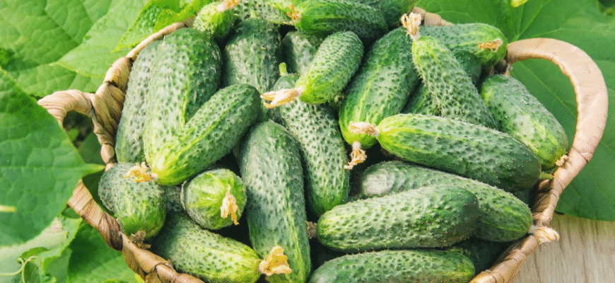 Як правильно та ефективно удобрювати огірки: корисні поради та засоби