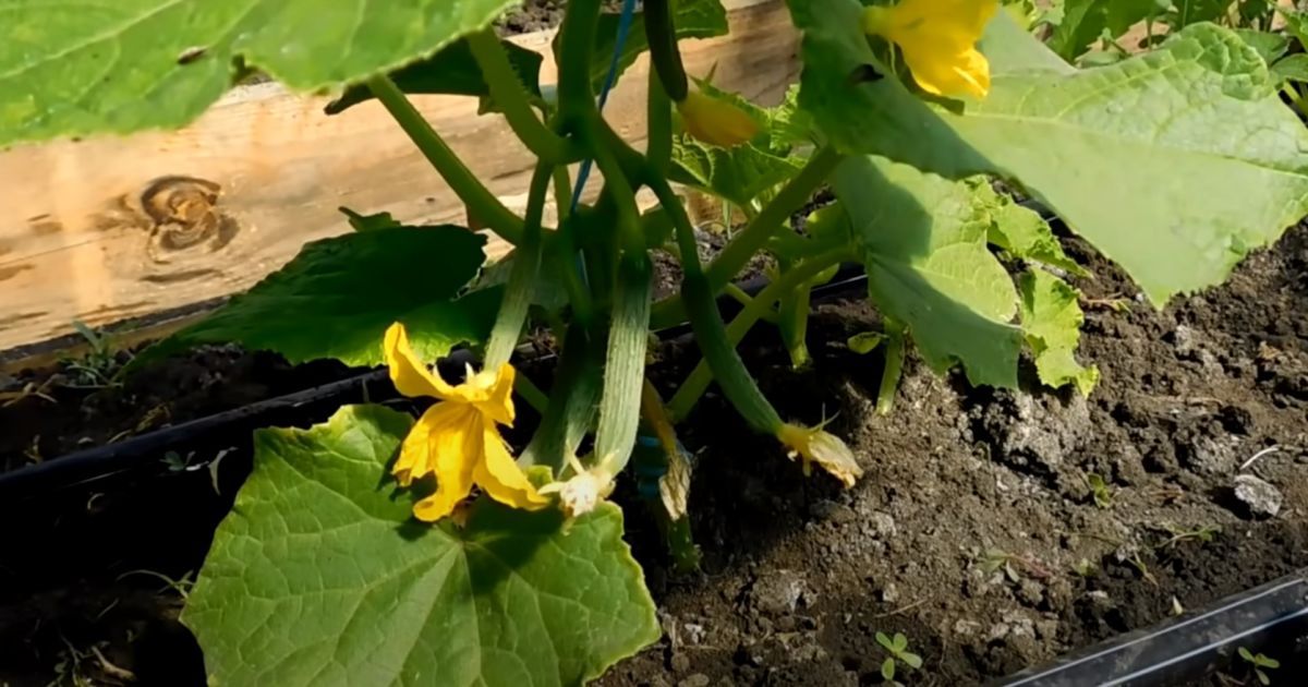 Чим підживити огірки після сходів, щоб отримати рекордний урожай ...