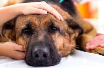 Як швидко та ефективно зняти інтоксикацію у собаки: практичні поради