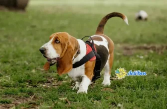 Як швидко зняти запалення вуха вдома: поради та методи лікування