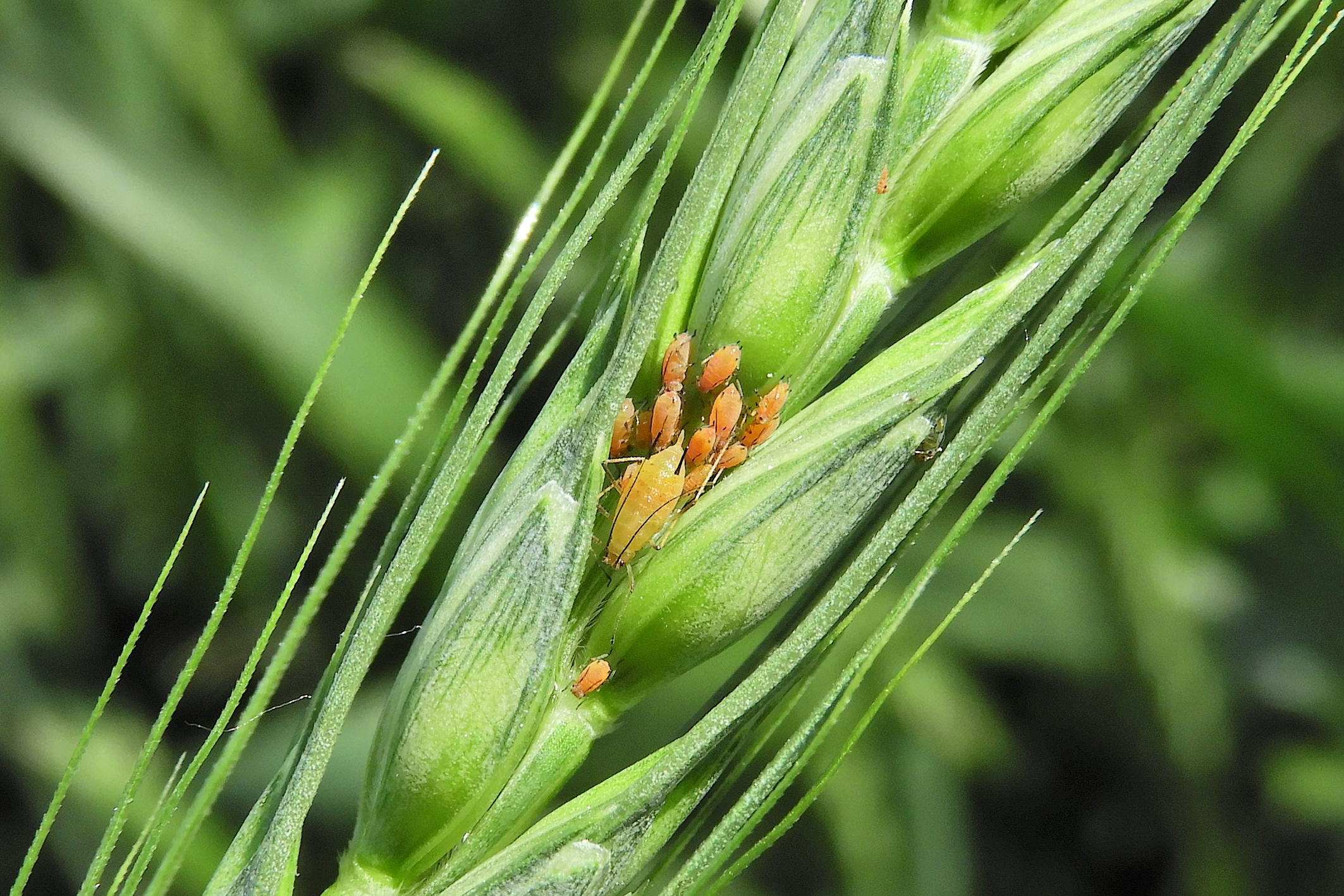 ᐉ Біопрепарати для захисту рослин від шкідників - Журнал Агроном
