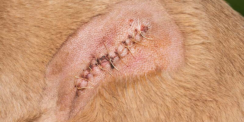 Як виглядає шов після стерилізації кішки: фото та поради догляду Як виглядає шов після стерилізації кішки: фото та поради догляду