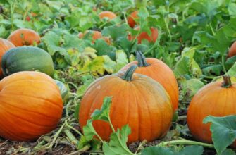 Як захистити гарбузи: ефективні методи обробки від бур’янів