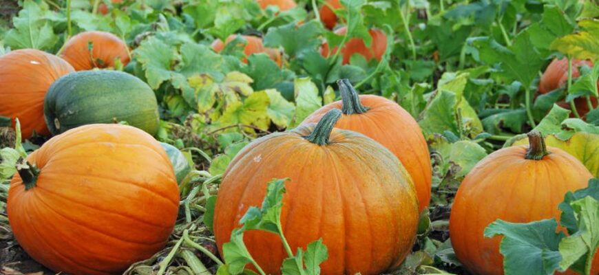 Як захистити гарбузи: ефективні методи обробки від бур’янів