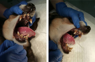 Як зняти зубний камінь у собаки вдома: поради та рекомендації