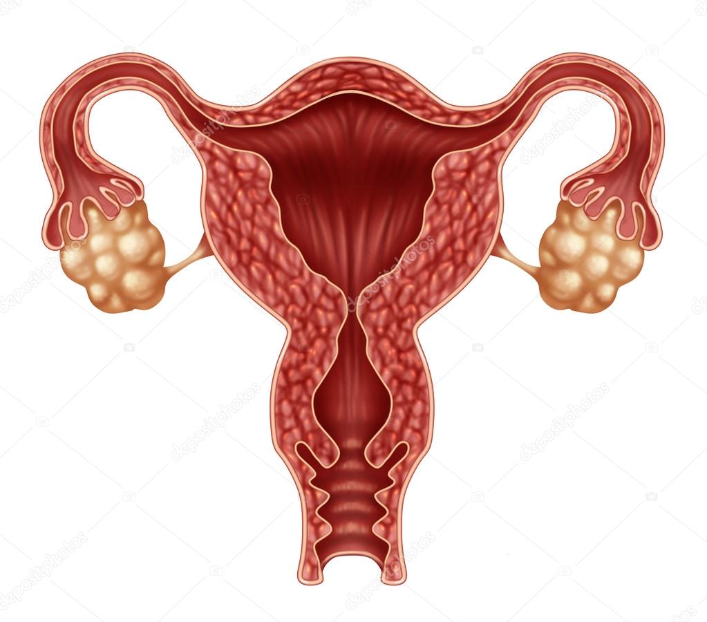 Вишкрібання порожнини матки | Показання, проведення, відновлення