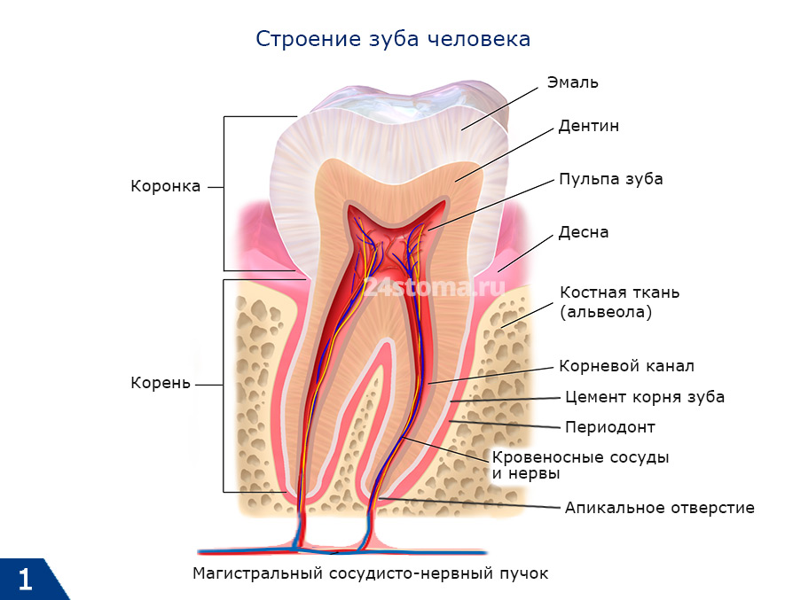 🦷Від коронки до кореня: дізнайтеся більше про будову зуба ...