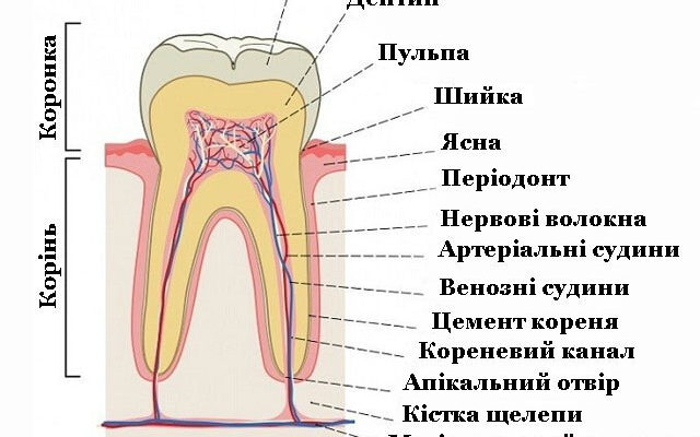 З чого складається пульпа зуба: головні компоненти та функції