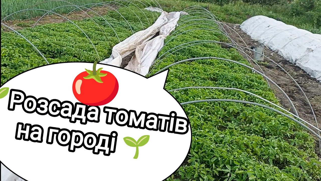 Ридоміл Голд та Ревус Топ — надійний захист від основних хвороб ...