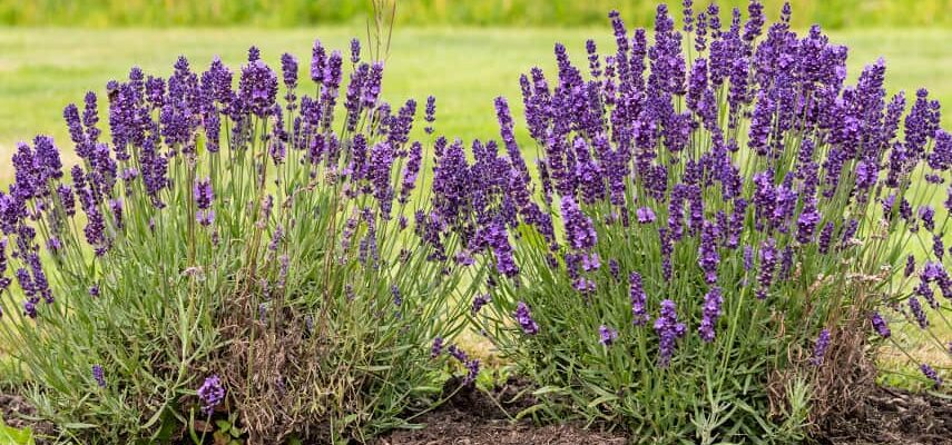 З чим найкраще садити лаванду для успішного зростання в саду?