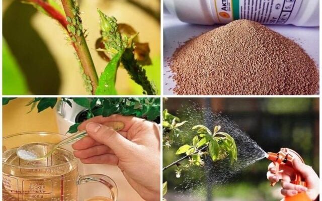 З чим змішувати Актару для ефективного захисту рослин: все про поєднання З чим змішувати Актару для ефективного захисту рослин: все про поєднання