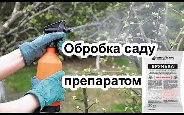 З чим змішувати бруньку: найкращі поєднання для здоров’я та смаку