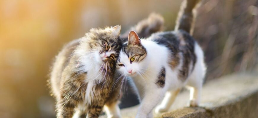 Захворювання від котів: якими хворобами можна заразитися від улюбленця?