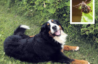 Захист собаки від укусу кліща: які уколи необхідні після зараження?