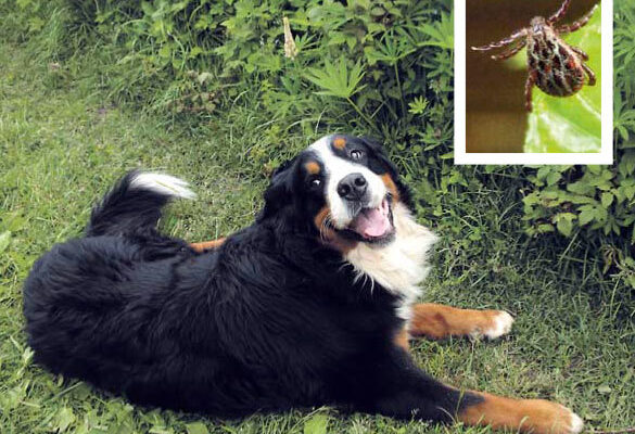 Захист собаки від укусу кліща: які уколи необхідні після зараження?